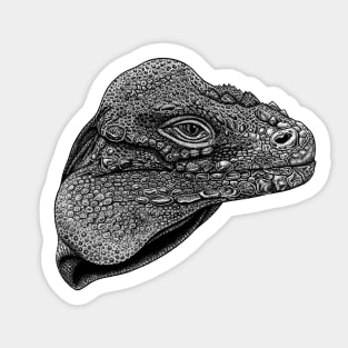 Rhinoceros iguana lizard Sticker